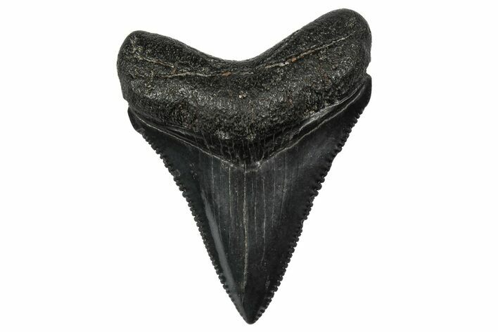 Serrated, Juvenile Megalodon Tooth - South Carolina #340527